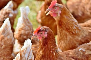 Listeria Chicken