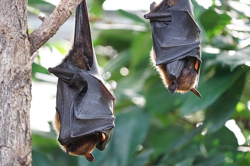 Pests - Bats