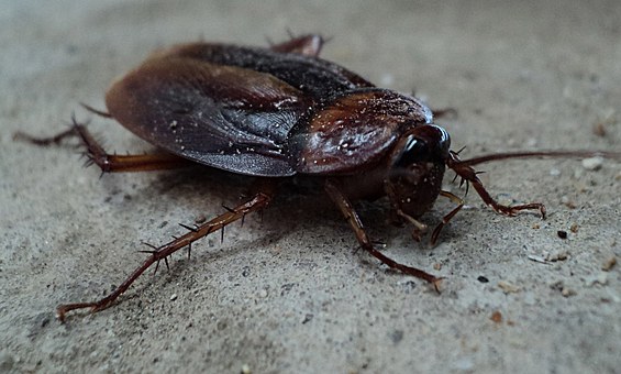 Pests - Cockroach