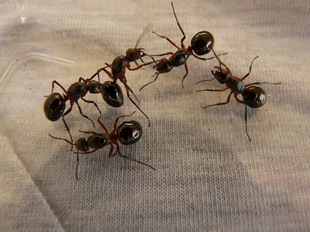 Pests - Other Crawling and Flying Insects