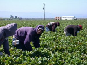 Workers in the Field