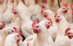 Poultry