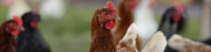 ASC Consultants FSSC 22000 V6 for Feed and Animal Products Document Templates Toolkit